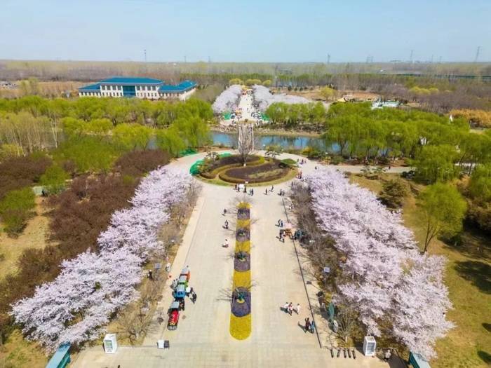 4月上旬逢周末门票:免费五龙潭公园:樱花节时间:即日-4月7日活动介绍