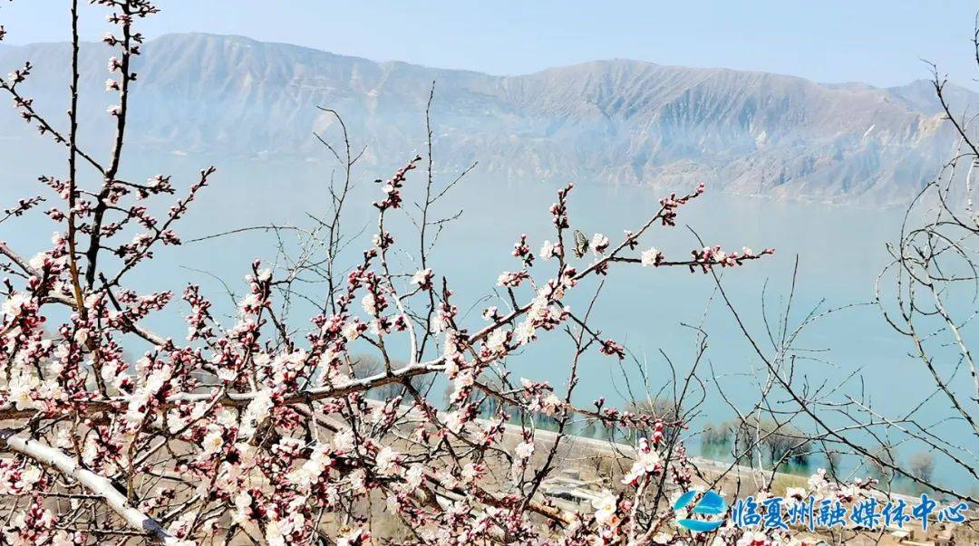 州媒看临夏县古渡碧波荡游客意正浓