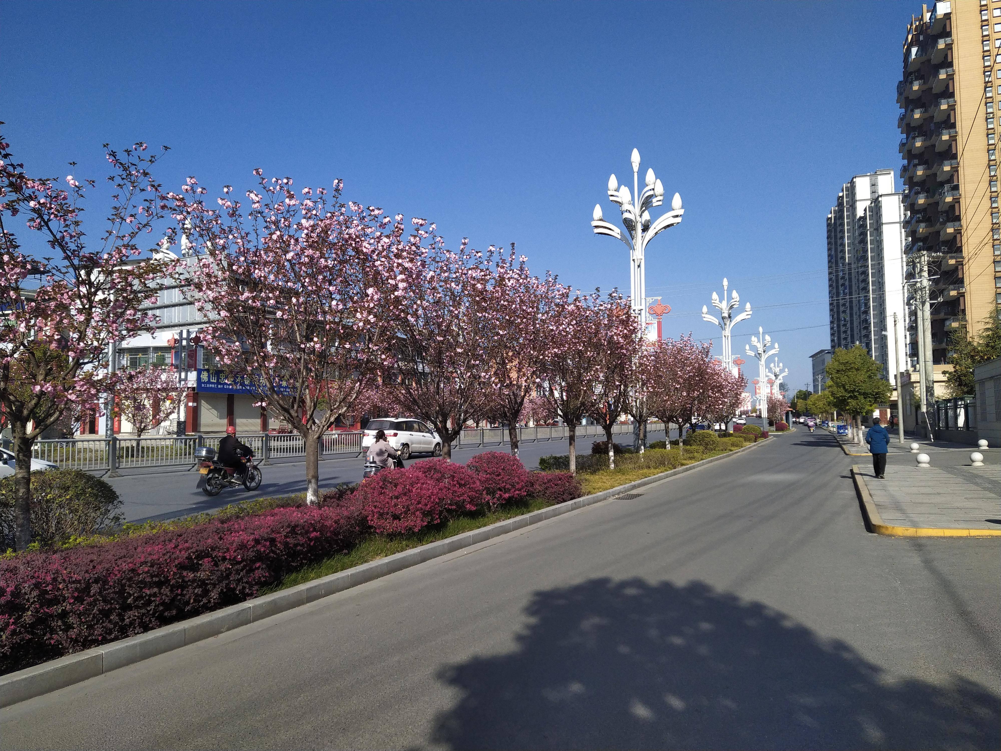 陕西汉阴:凤凰大道花正艳 樱花夹道迎行者_生态_建设_锦绣