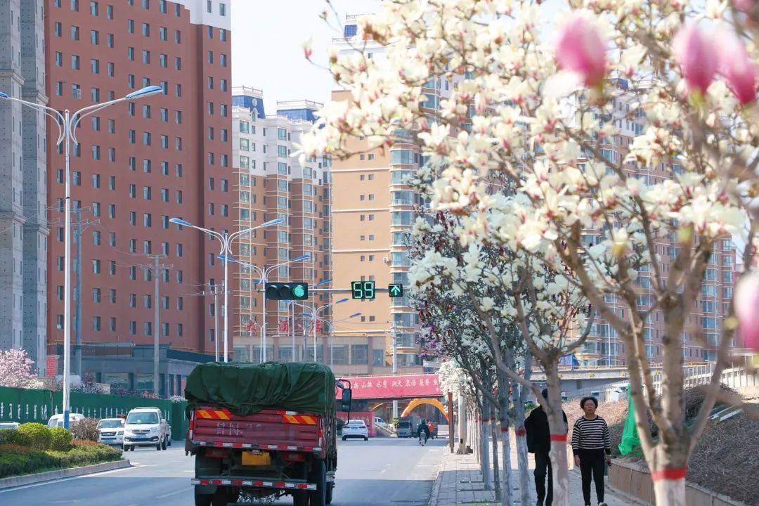 四月遇见武山_洛门_渭河_玉兰