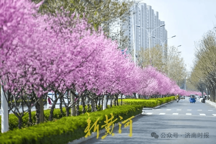 济南这个地方,最近又火了_黄河_公园_樱花