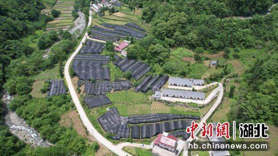 湖北竹溪小山村里兴起产业诸葛会