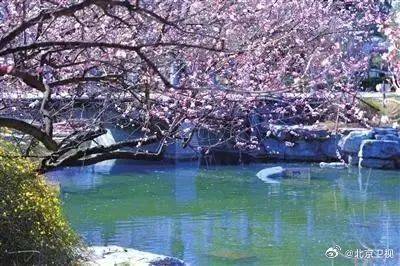 走赏花去送你一份北京春日赏花指南