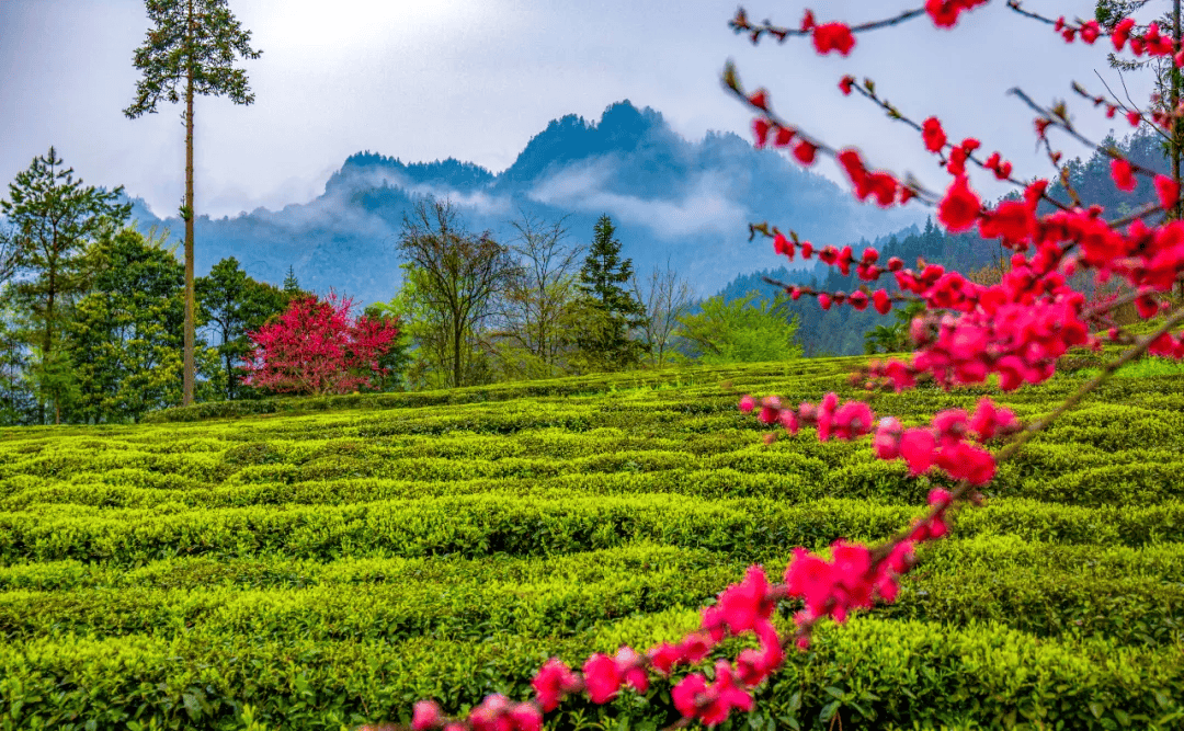 春日湖北:茶山新绿,影像留芳_恩施_张洪刚_茶园