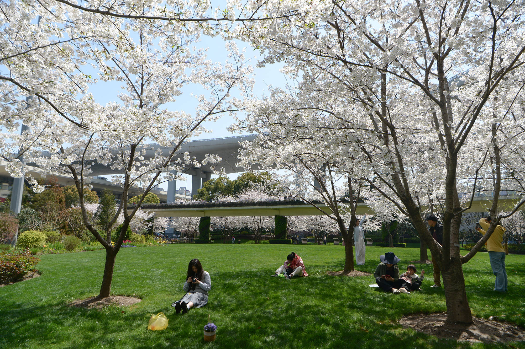 申城又至赏樱季,游客陶醉粉白双色浪漫间_樱花_上海_沈汤泽