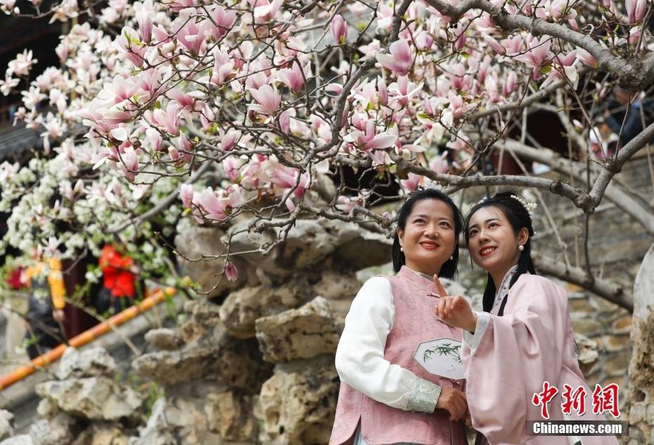 北京潭柘寺"二乔玉兰"盛放迎游人