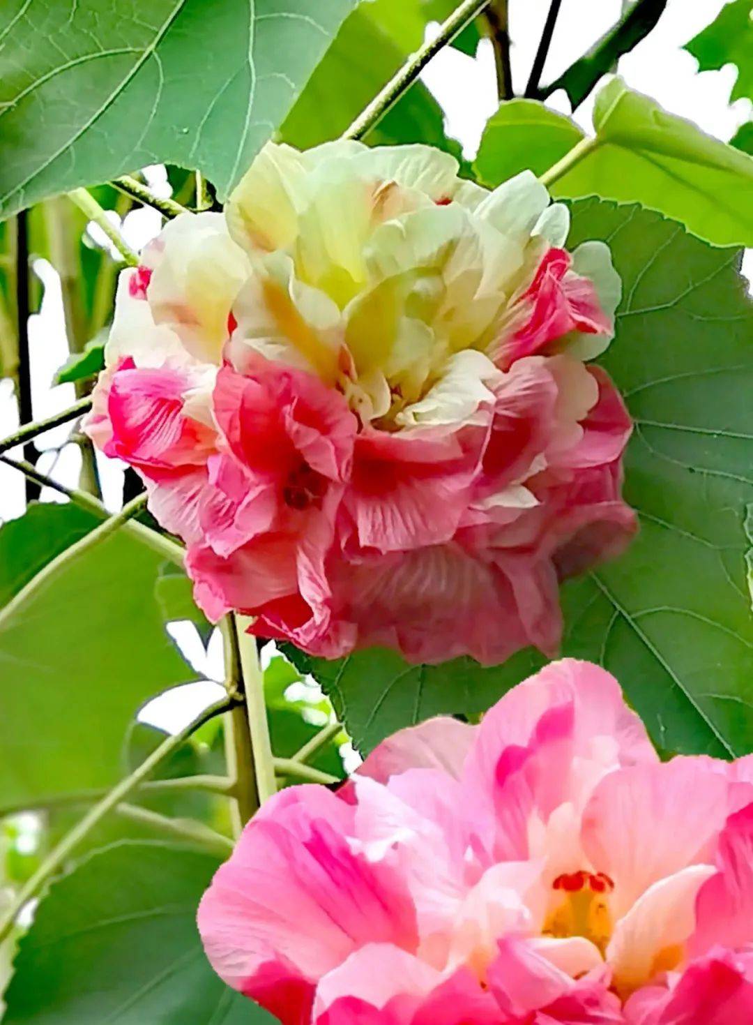 花重锦官城 共襄世园会_公园_成都_远离城市