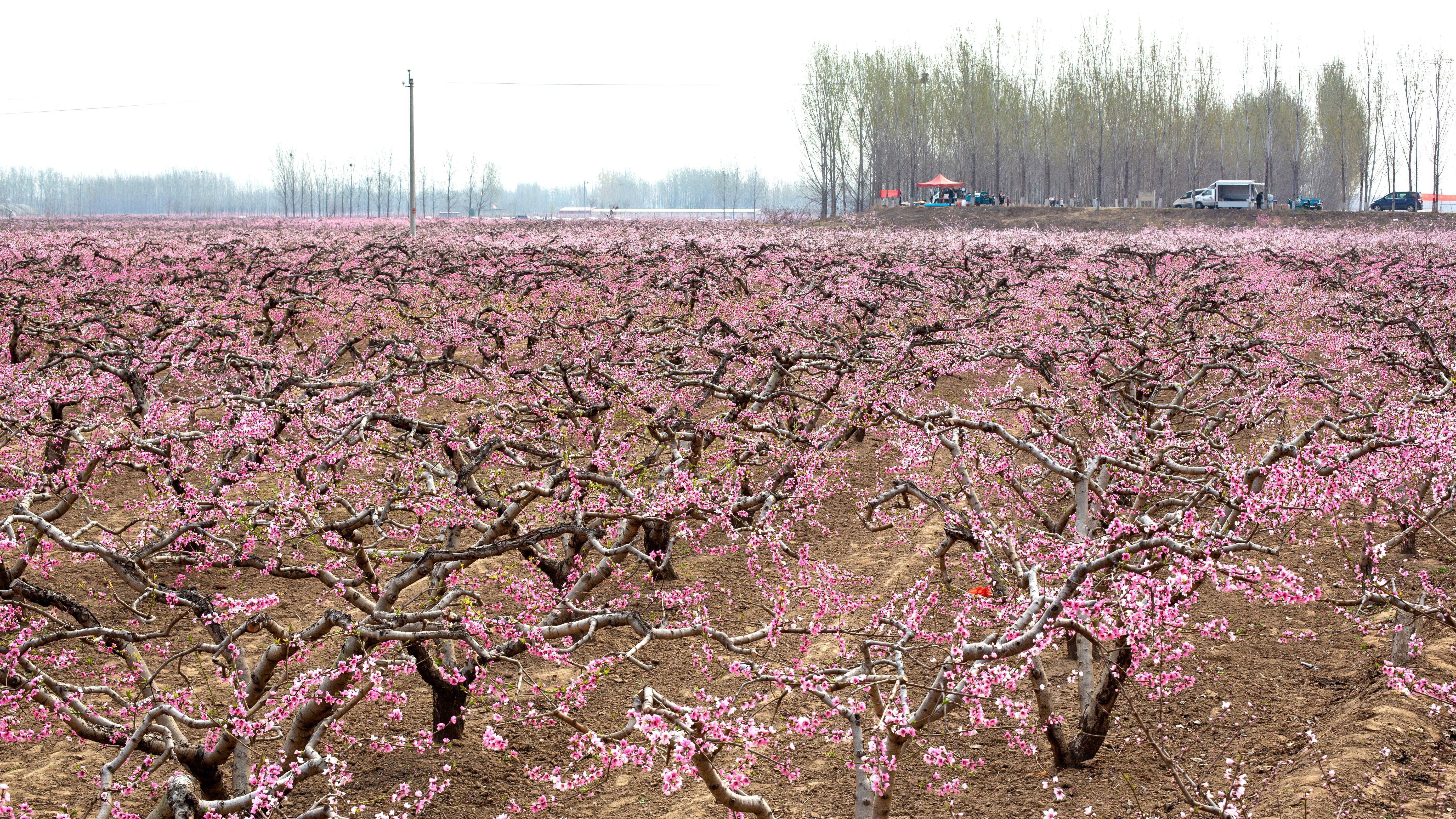 内黄桃花图片