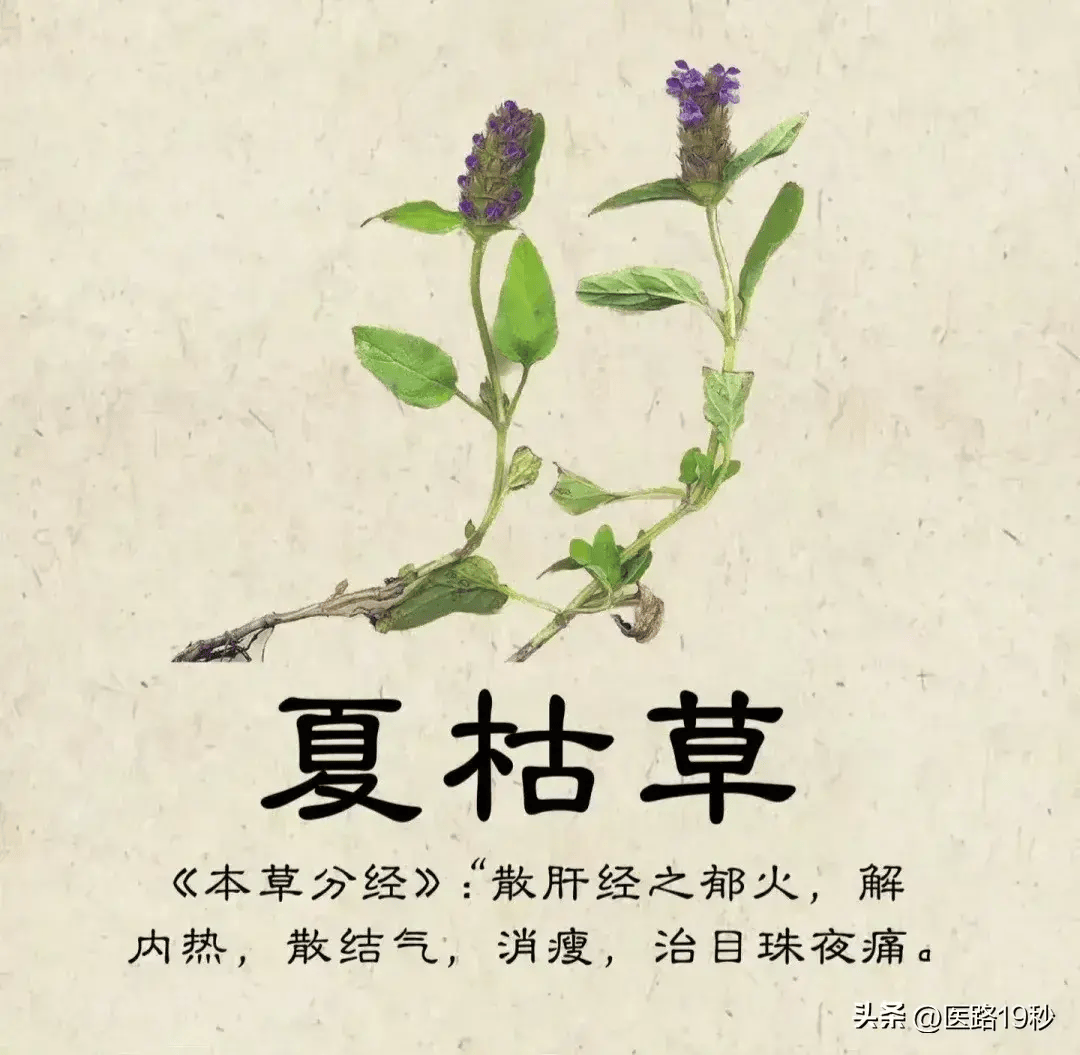 民间草药带名字图片图片