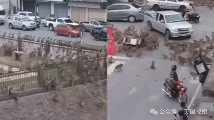 泰国猴子帮派大乱斗警察介入急劝架网友吗喽的事儿人类咋掺合