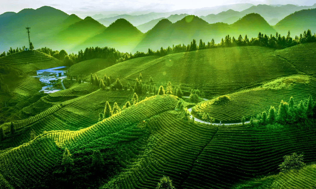 春日湖北:茶山新绿,影像留芳_恩施_张洪刚_茶园