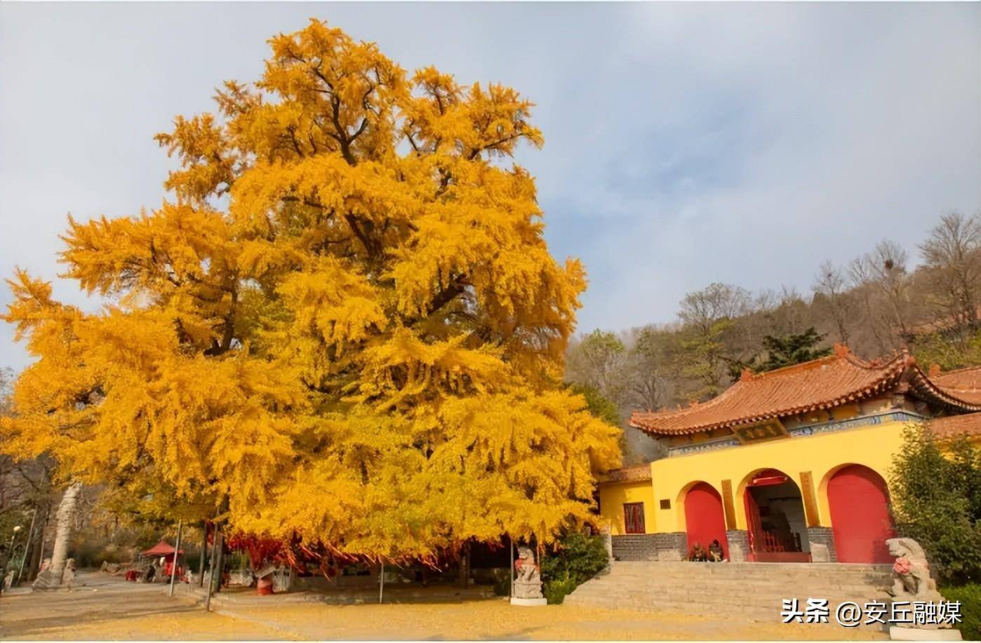 风筝盛会拥抱安丘人文