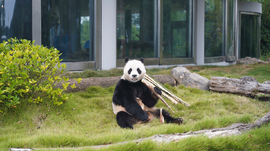岳阳大熊猫请你为它来拍照有奖金的喔