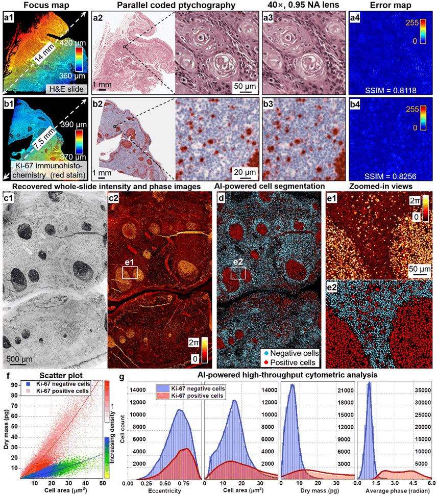 (3)高通量医学检验常规的血细胞分析仪只进行各类细胞的分类和计数