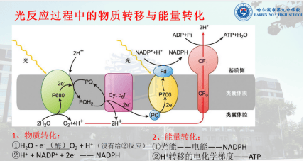高考生物光合作用疑难问题解析
