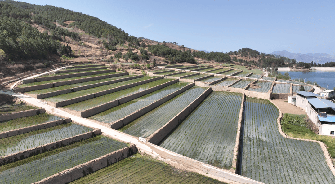 旱地变良田四川会东县千亩耕地旱改水成效显著
