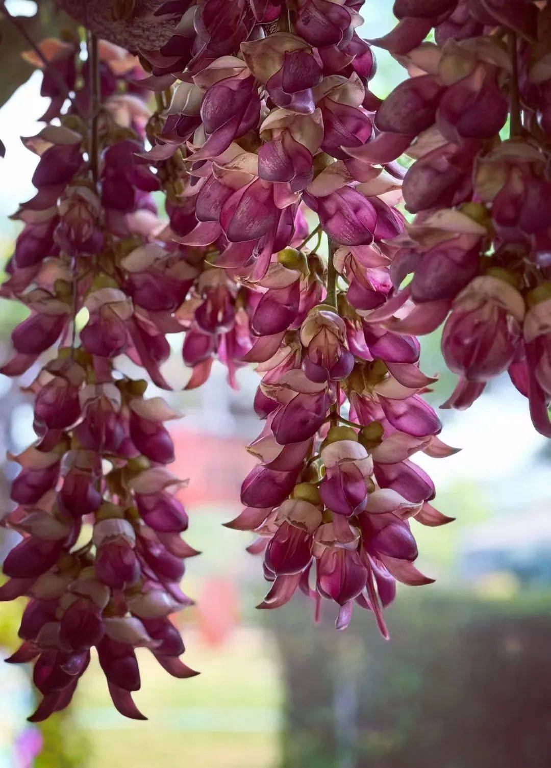 禾雀花图片大全图片