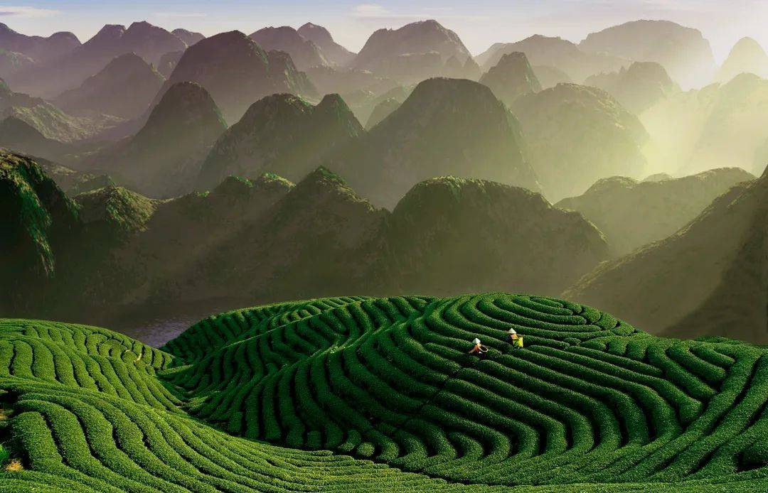 不去"人海"去"茶海",春天的茶山浪漫且诗意_茶园_摄影_包图网