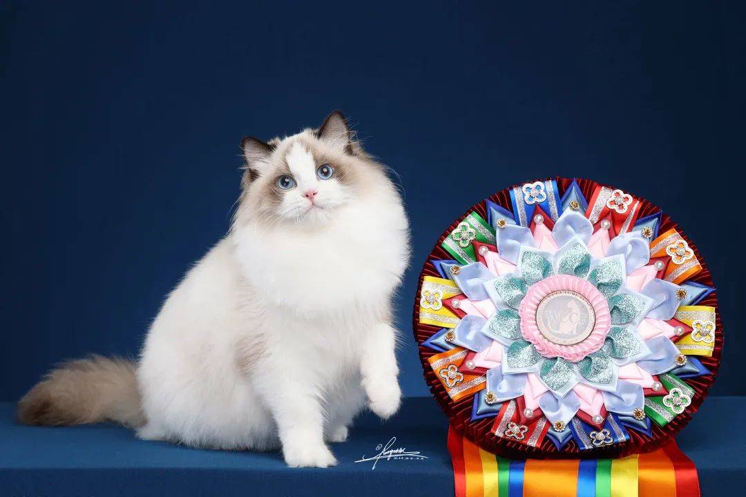 pupcake破壳宠物烘焙pupcake是您值得信赖的宠物营养搭配专家,也是一