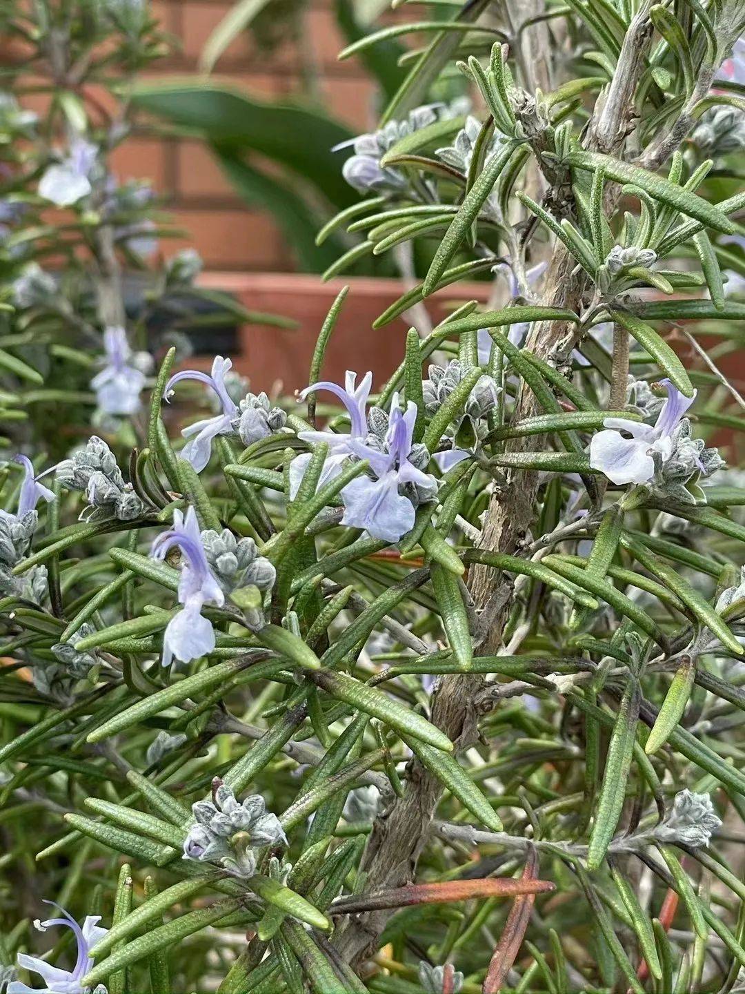 迷迭香风味盐 ▎转转会女主人日记_生活_朋友_艺术