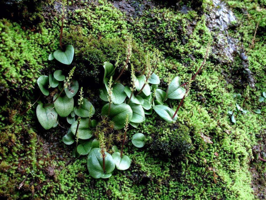 大花无柱兰宁波丹霞岩壁上的兰花仙子