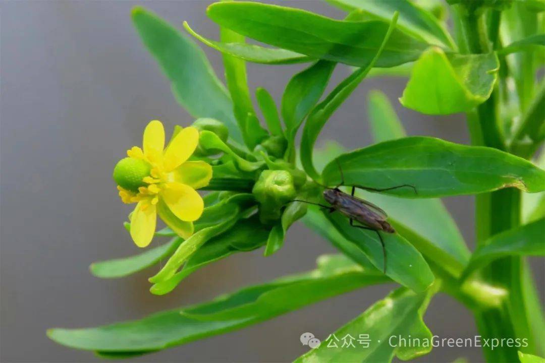 这是石龙芮不是芹菜