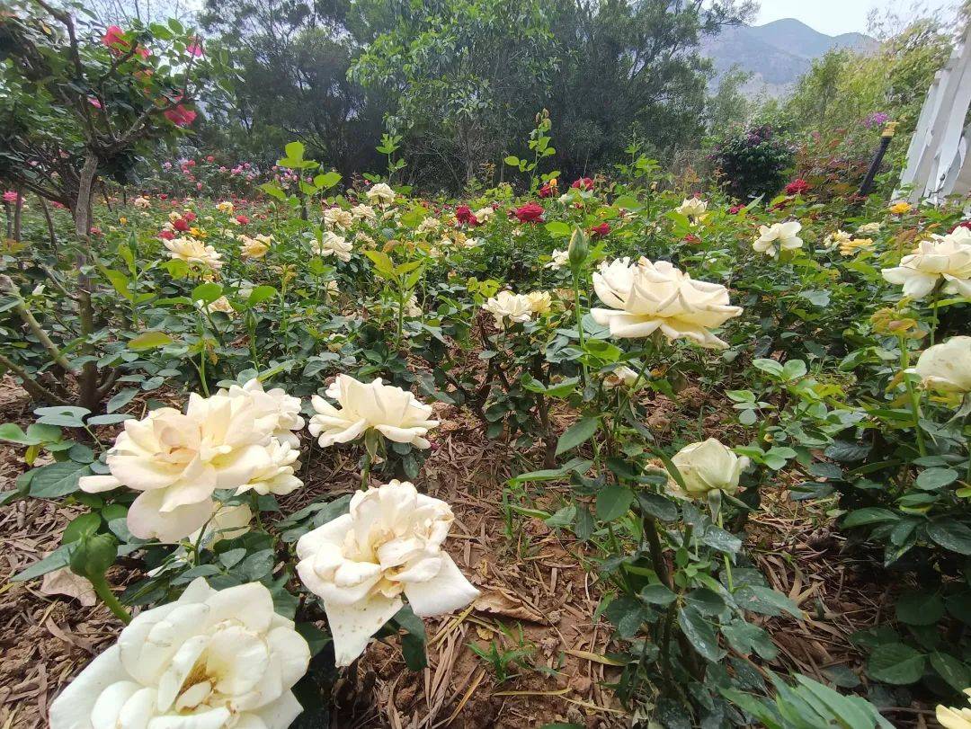 好看的月季花一定要分享给你