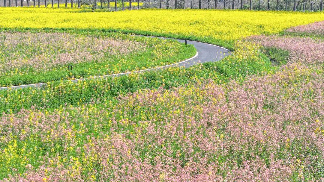 桐乡新开一片七彩花海超美