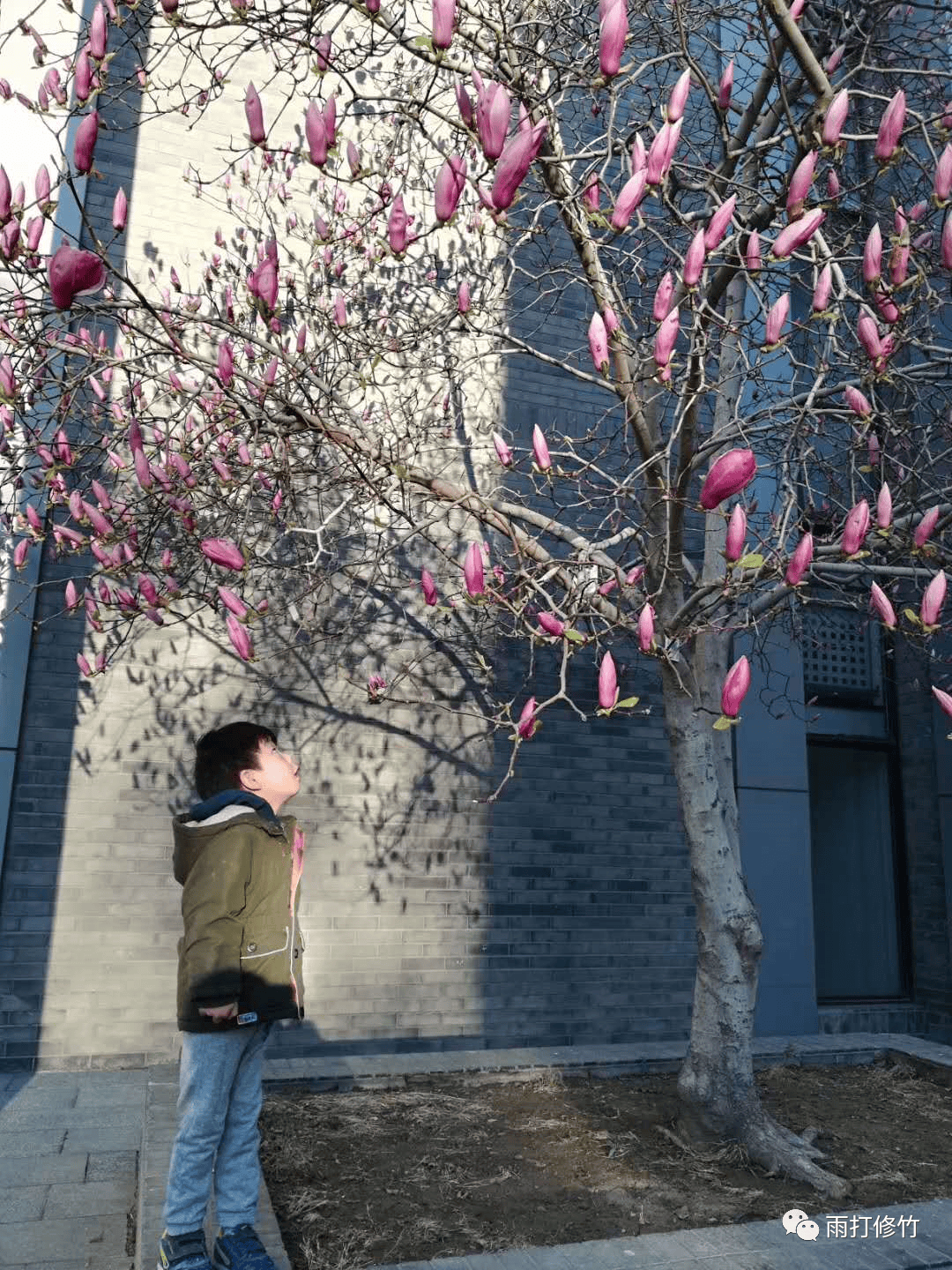 辛夷坞 (唐)王维