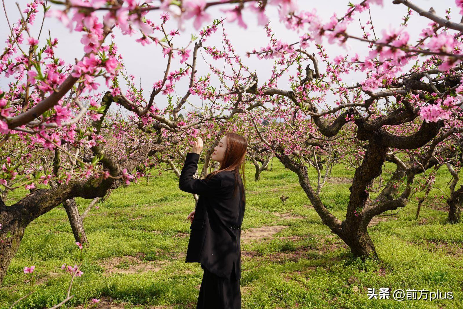 西安踏青赏花好去处图片