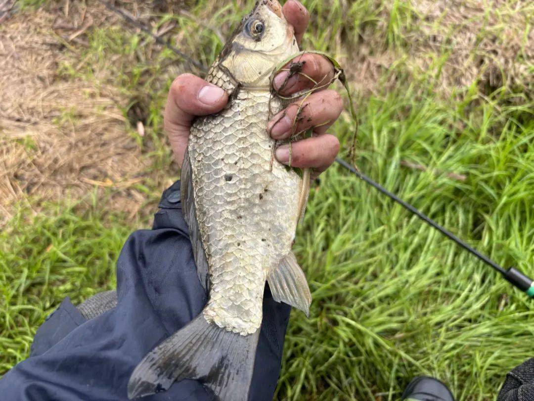 鲫鱼经不起三逗？对，因为逗三次，鱼就跑光了！_搜狐网