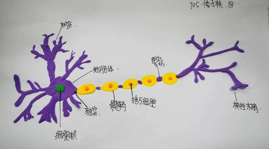 神经系统手抄报初中图片