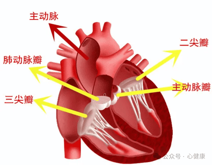 心脏瓣膜反流，体检常见的这个问题，需要怎样处理？