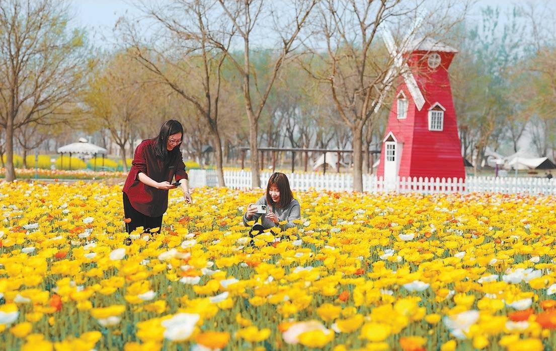 清明赏花有了新去处2000万株虞美人绽放紫谷伊甸园