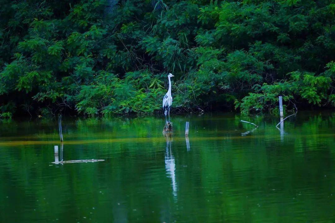 健身好去处翠湖国家城市湿地公园走起