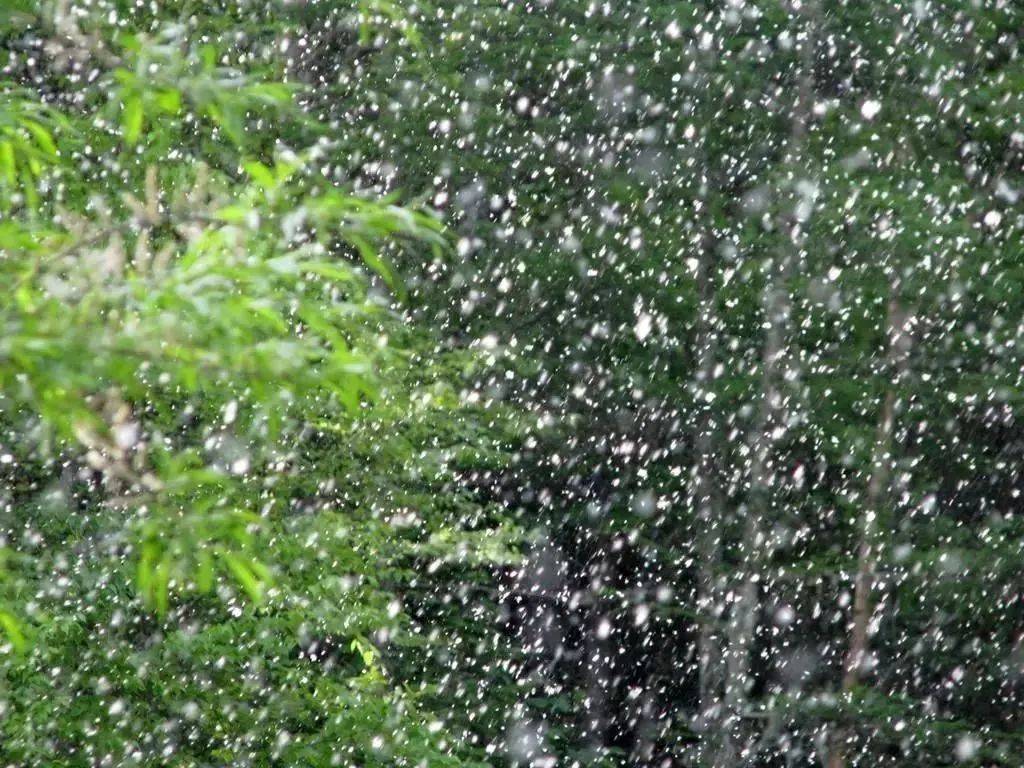 杨柳絮仿如"雪花"飘落空气里随风飞舞的街头到处乱窜的树毛毛令人烦恼