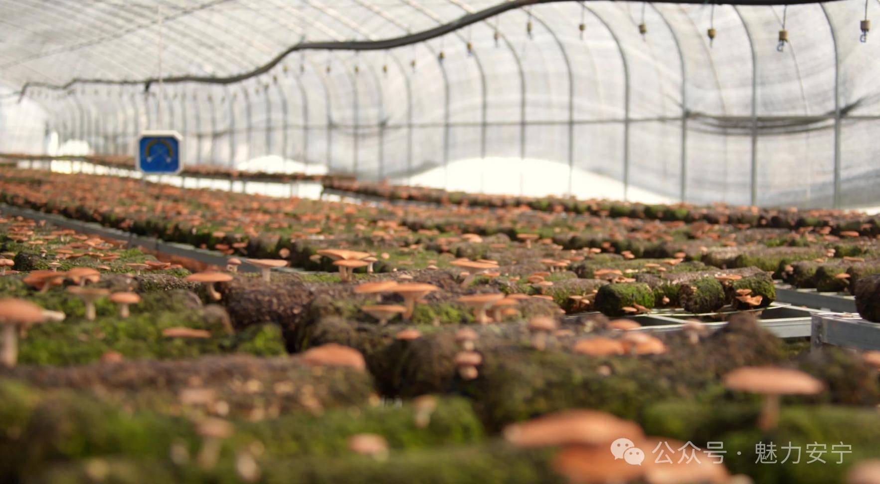为了能产出高品质的小香菇,大棚负责人每天都要查看每个棚的温度和
