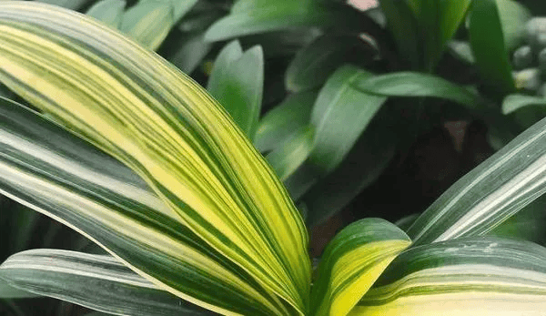 最耐阴的10大室内植物——家里采光不够的,选择它们就没错了!