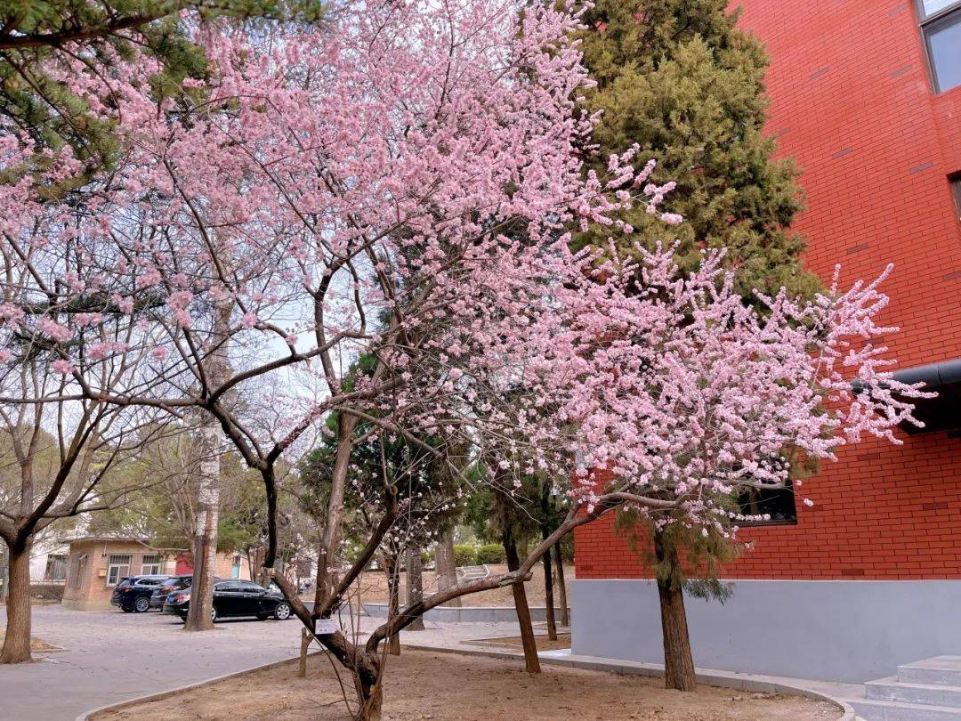 校园美容师的春日邀约