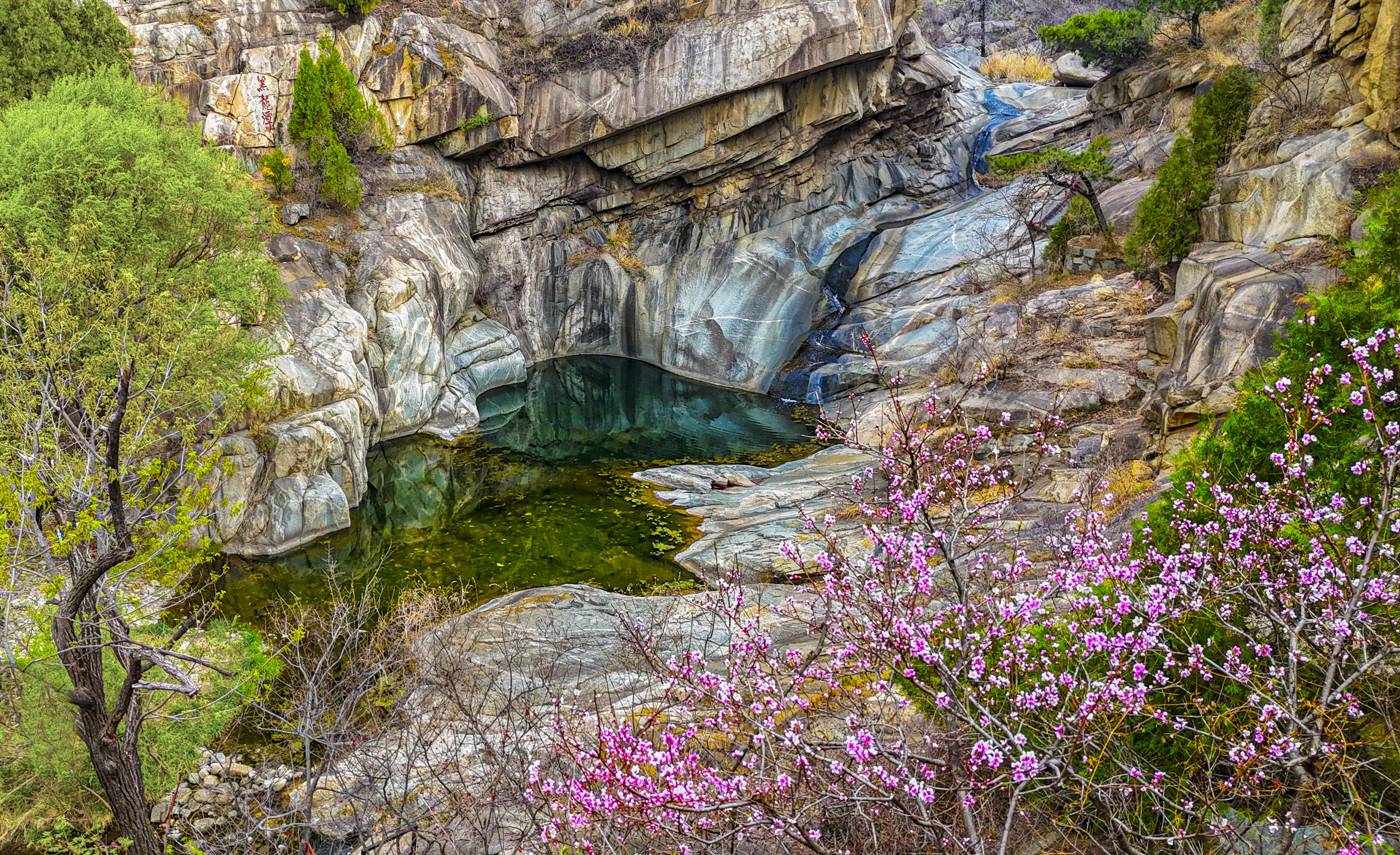 泰山图集:龙潭桃花