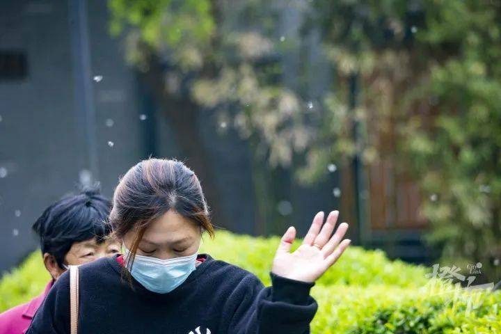 杭州又要开始下这种"春雪"了._飞絮_天气_柳絮