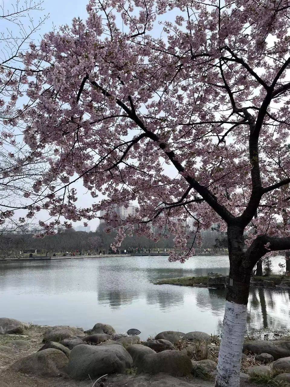 特刊春天的诗行在诗歌里追寻生命的意义