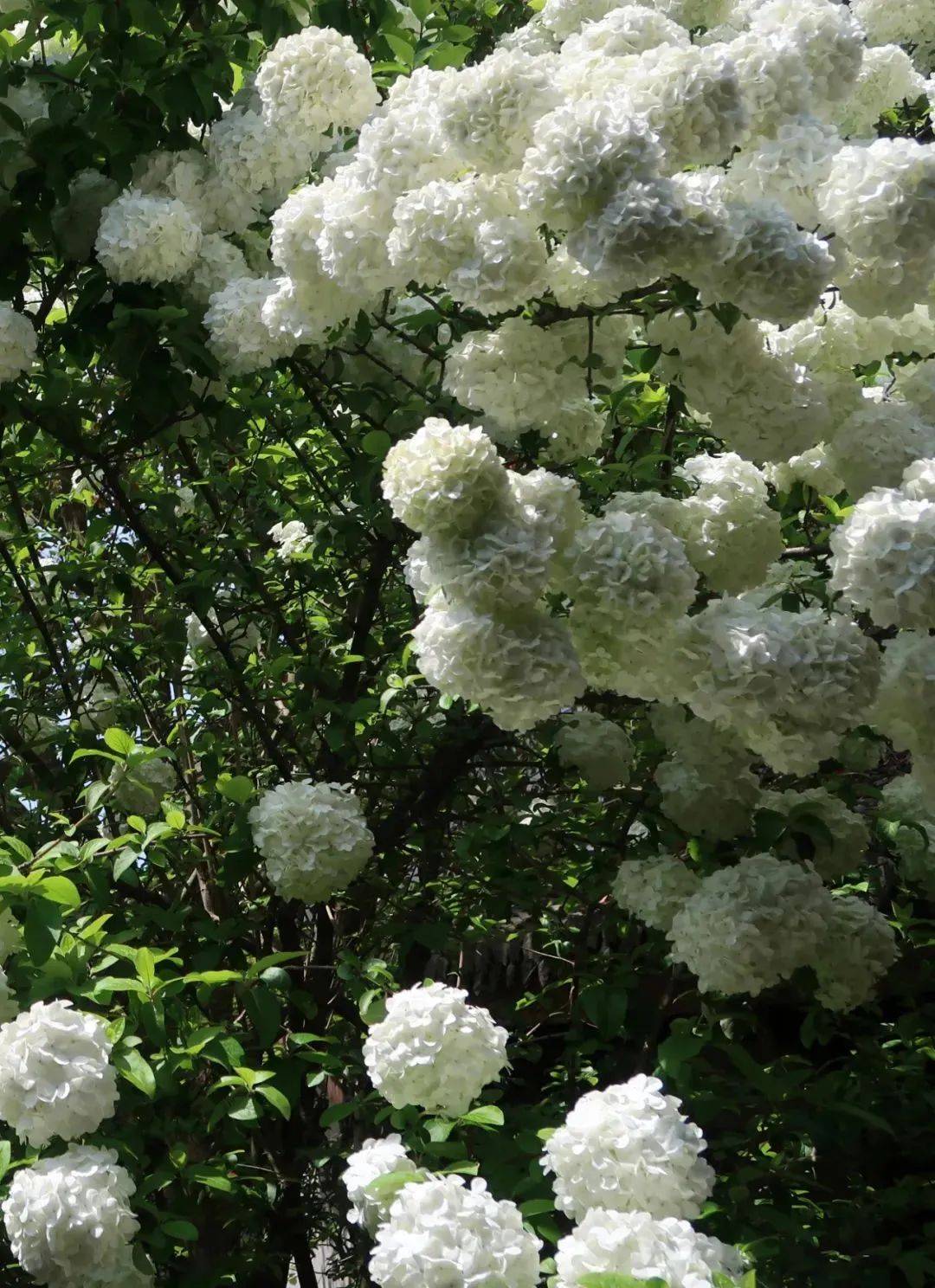 绣球_小布_新闻