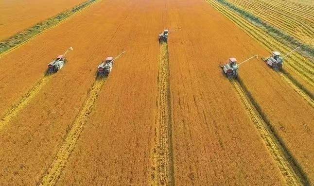 泗洪大米入选首批中国农耕农品记忆索引名录