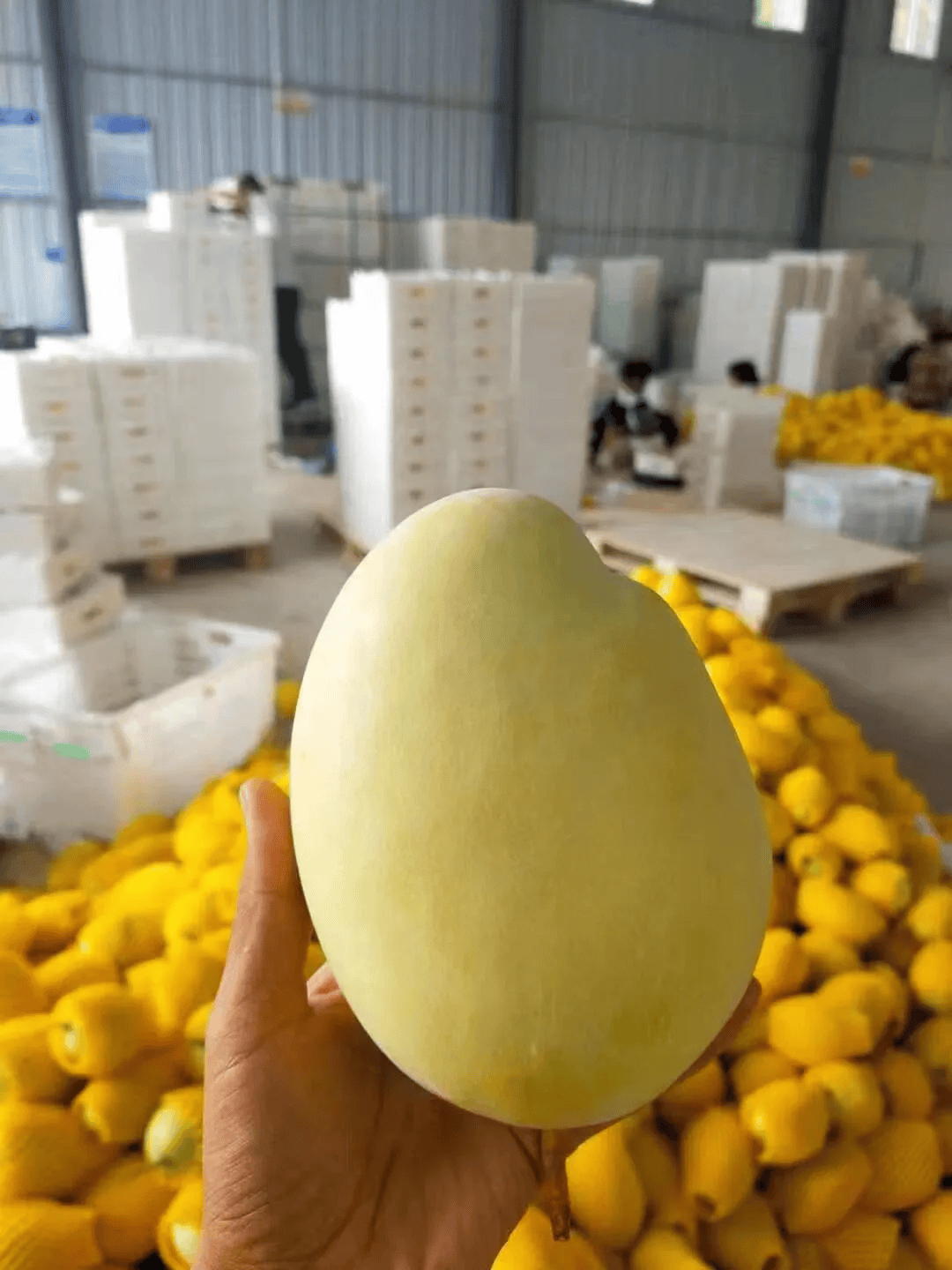 培育"攀果"品牌=助推共富发展_攀枝花_芒果_产业