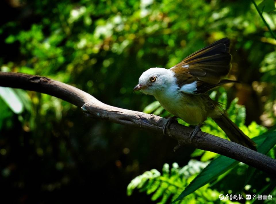 云南高黎贡山百花岭可爱的白头䴗鹛