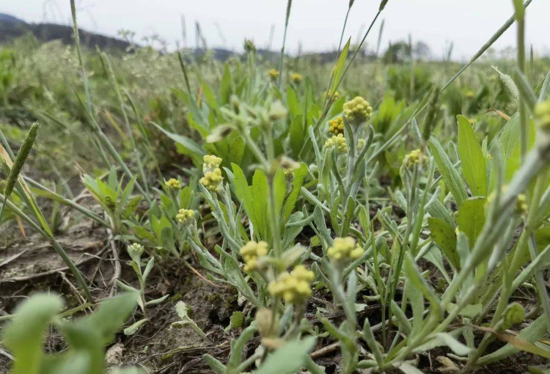 红安软萩粑!_田野_留言_野菜