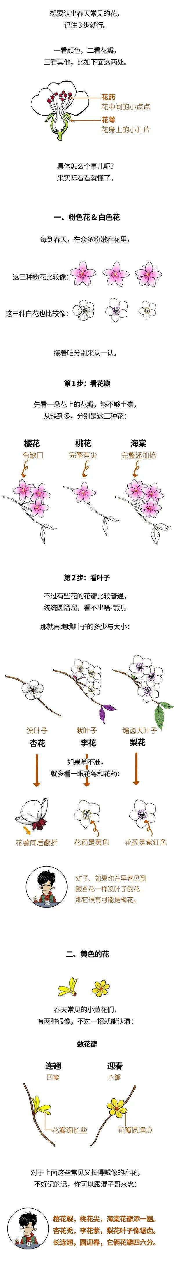 樱花桃花海棠迎春都咋分辨