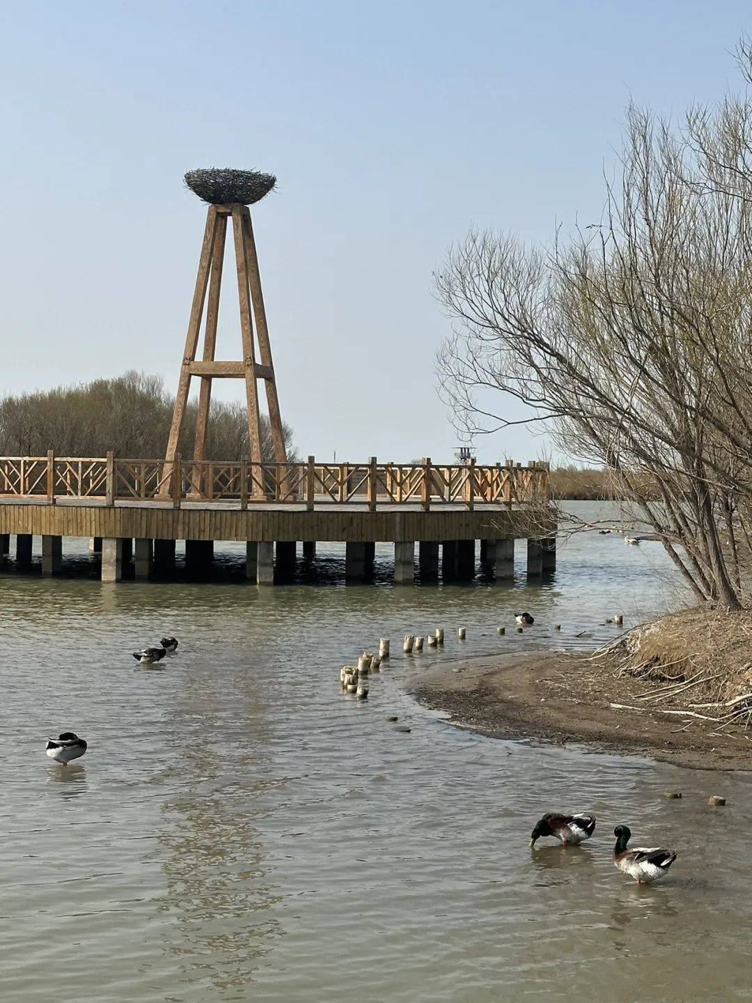 黄河口生态旅游区图片