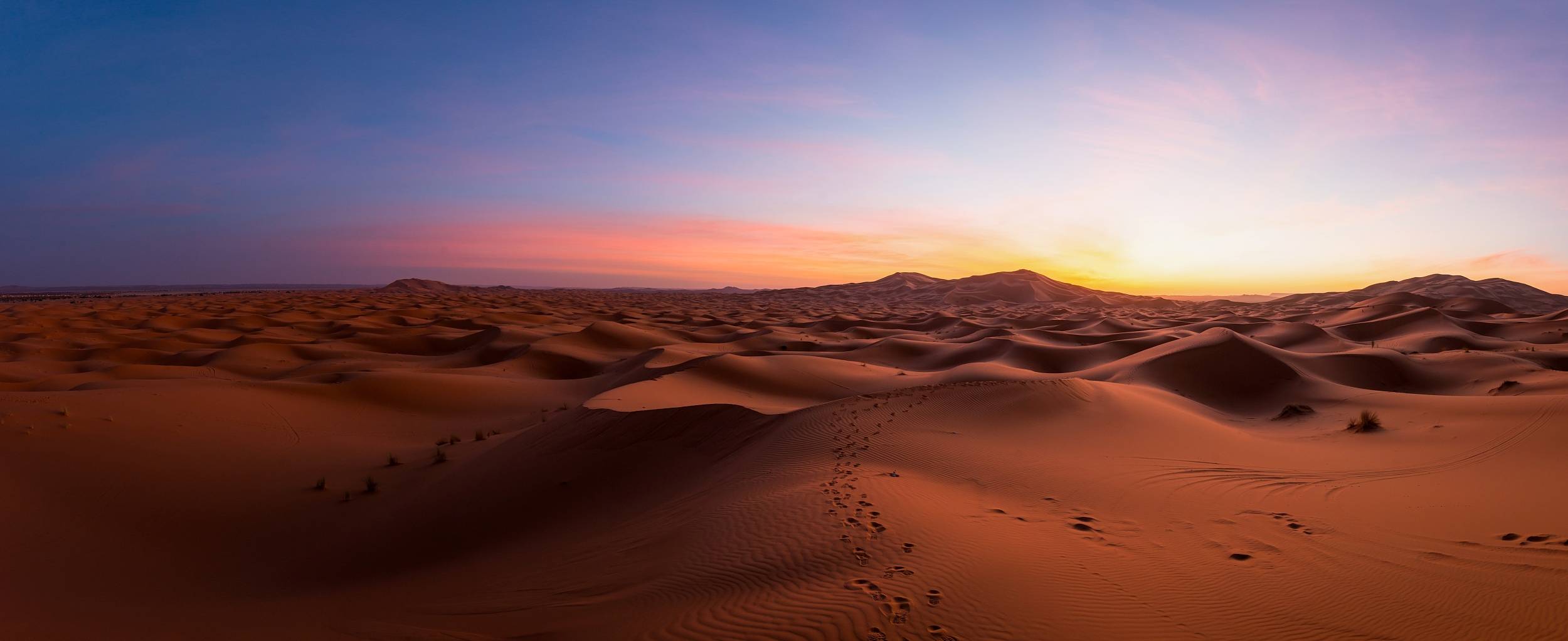 读书| 撒哈拉沙漠上两丛自由而野性的无叶柽柳_三毛_精灵_文字